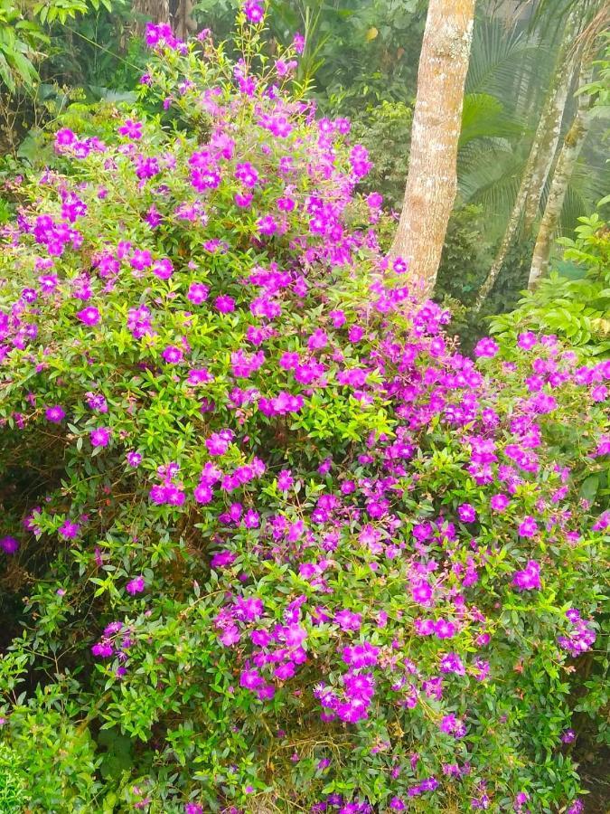Spring And Valley View Thekkady Εξωτερικό φωτογραφία